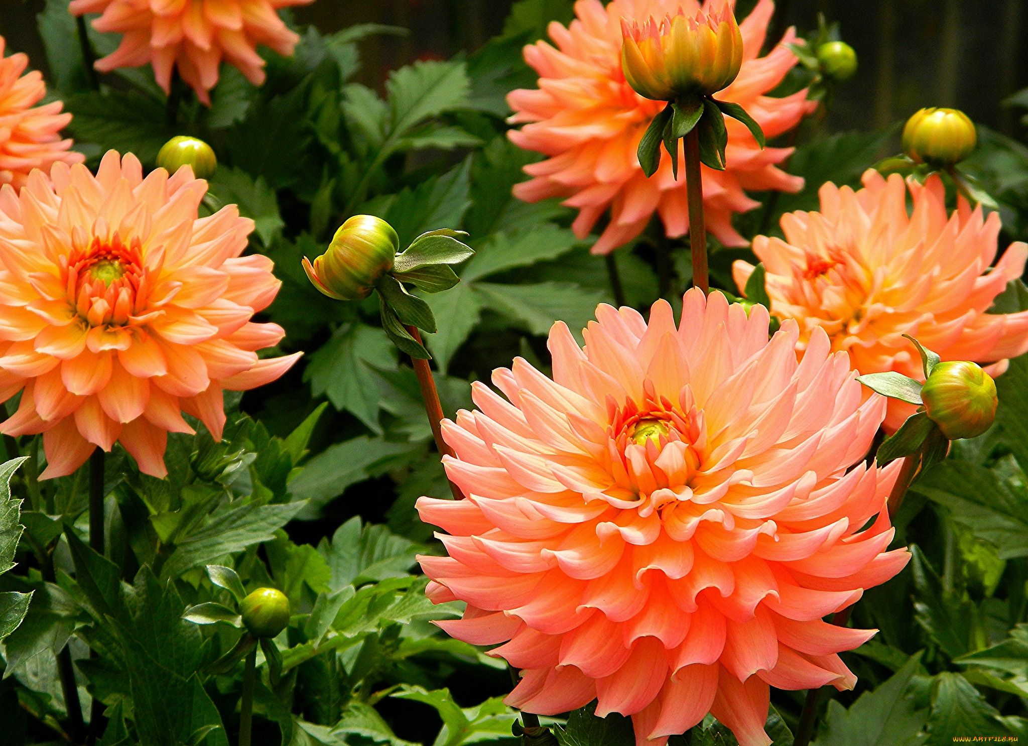 Цветы георгины оранжевые